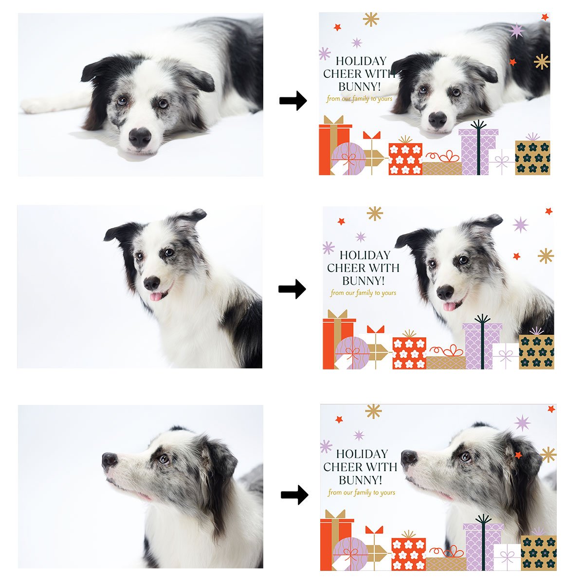 Christmas-Video-Book-Border-Collie1