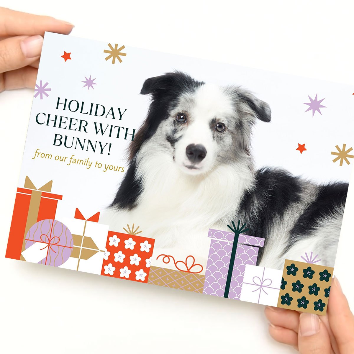 Christmas-Video-Book-Border-Collie2